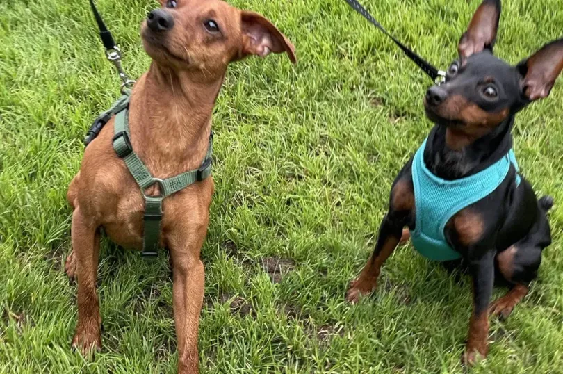 Zwergpinscher Welpe (Rüde) zu verkaufen, Svizzera, Staufen