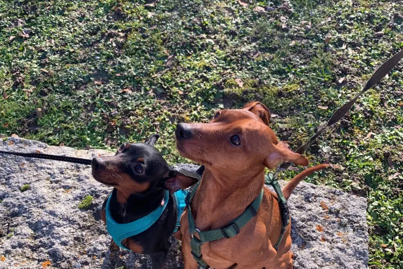 Zwergpinscher Welpe (Rüde) zu verkaufen, Svizzera, Staufen