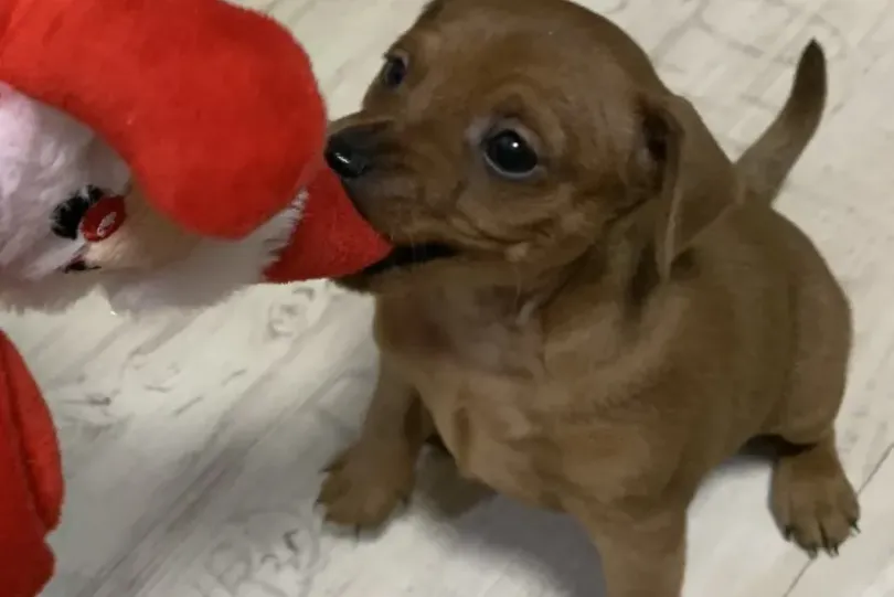 Zwergpinscher Welpe (Rüde) zu verkaufen, Svizzera, Staufen Annunci gratuiti in Svizzera