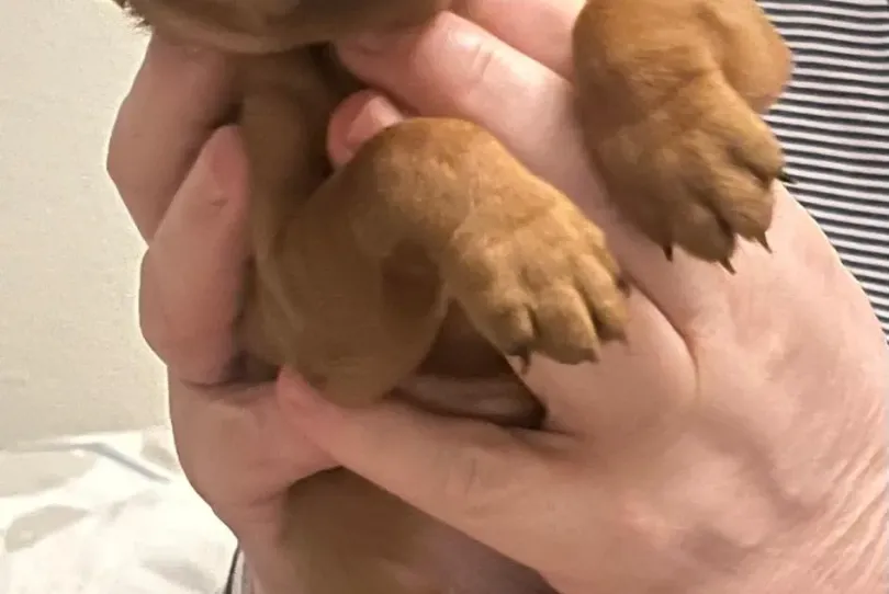 Zwergpinscher Welpe (Rüde) zu verkaufen, Svizzera, Staufen