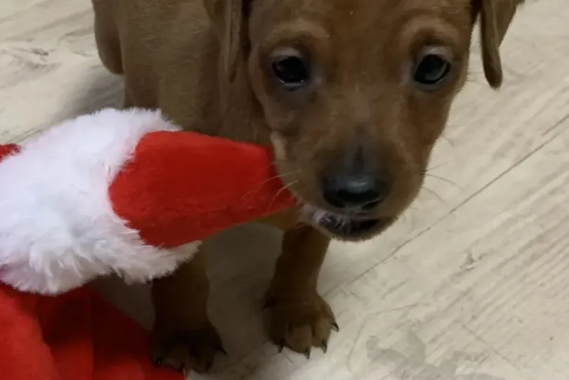 Zwergpinscher Welpe (Rüde) zu verkaufen, Svizzera, Staufen