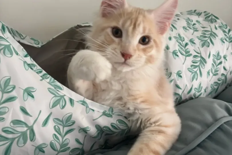 Wunderschönes Maine-Coon-Kätzchen zur Adoption, Svizzera, Adetswil