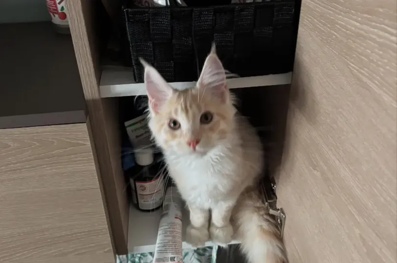 Wunderschönes Maine-Coon-Kätzchen zur Adoption, Svizzera, Adetswil