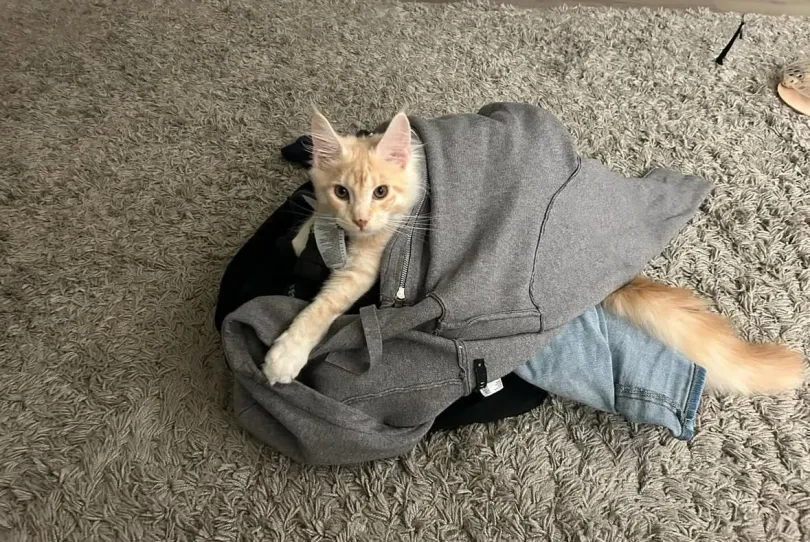 Wunderschönes Maine-Coon-Kätzchen zur Adoption, Svizzera, Adetswil