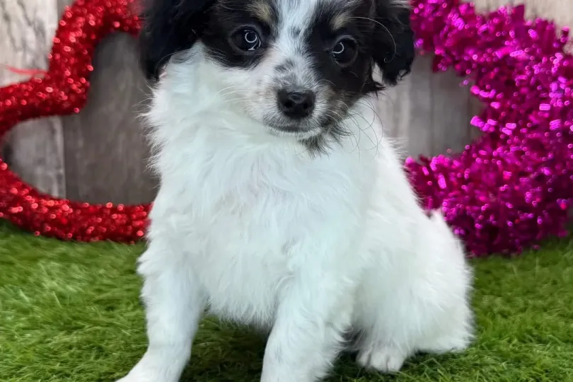 Chihuahua , Svizzera, Zurich