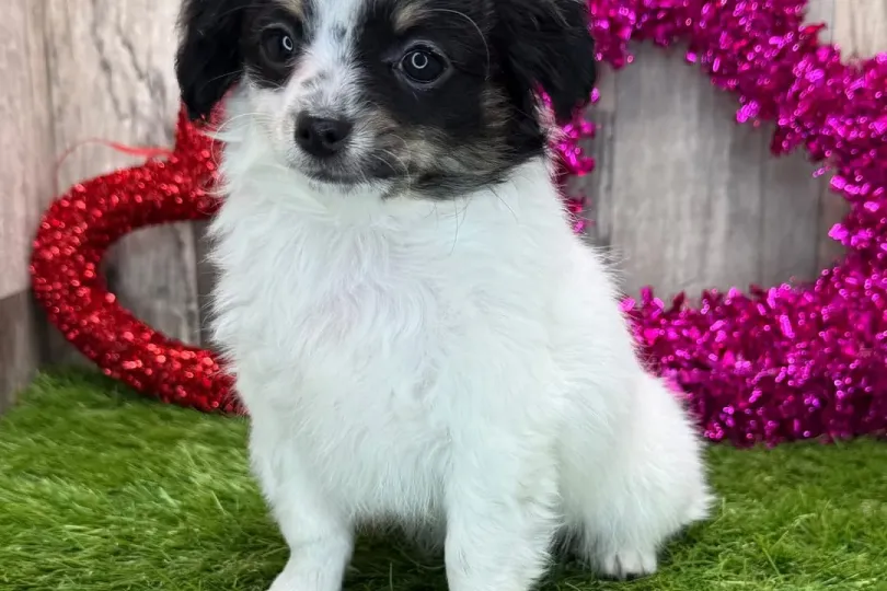 Chihuahua , Svizzera, Zurich