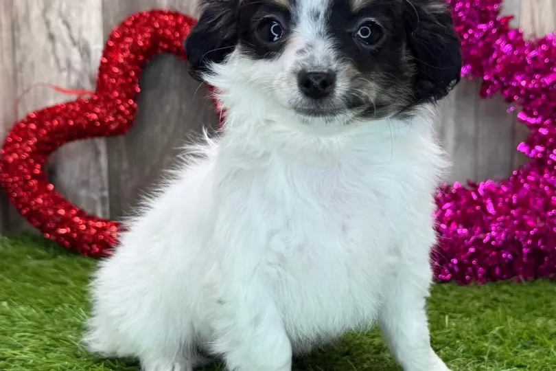 Chihuahua , Svizzera, Zurich