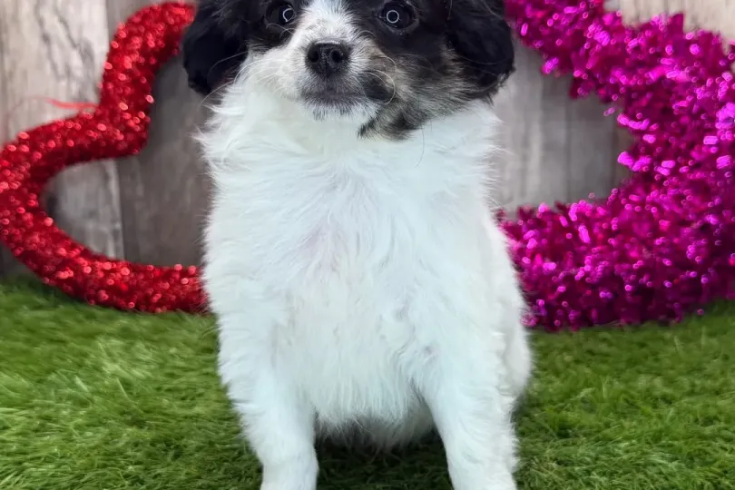 Chihuahua , Svizzera, Zurich