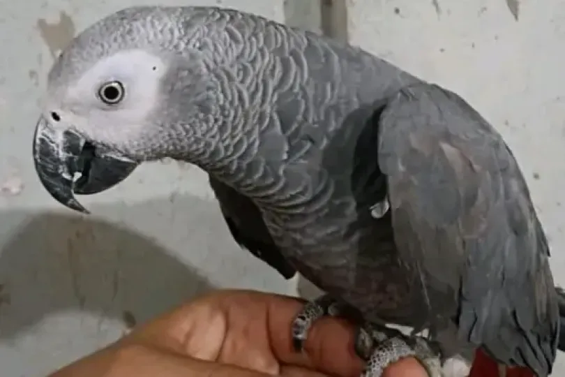 Perroquet gris du Gabon, Svizzera, Jussy Annunci gratuiti in Svizzera