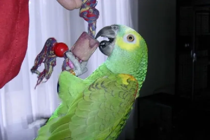Perroquet Amazon, Schweiz, Bern