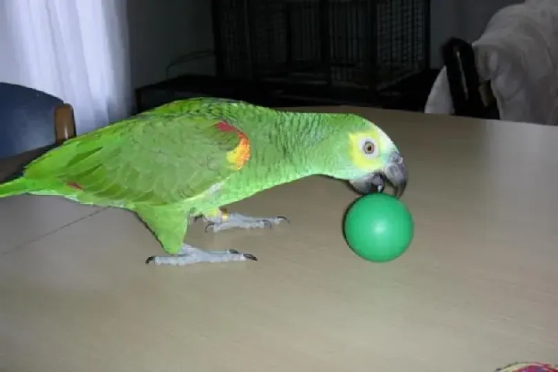 Perroquet Amazon, Schweiz, Bern