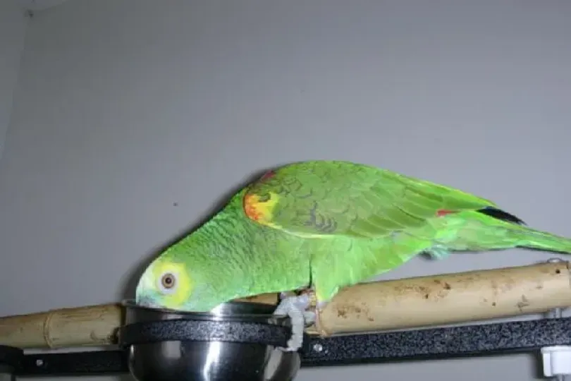 Perroquet Amazon, Schweiz, Bern