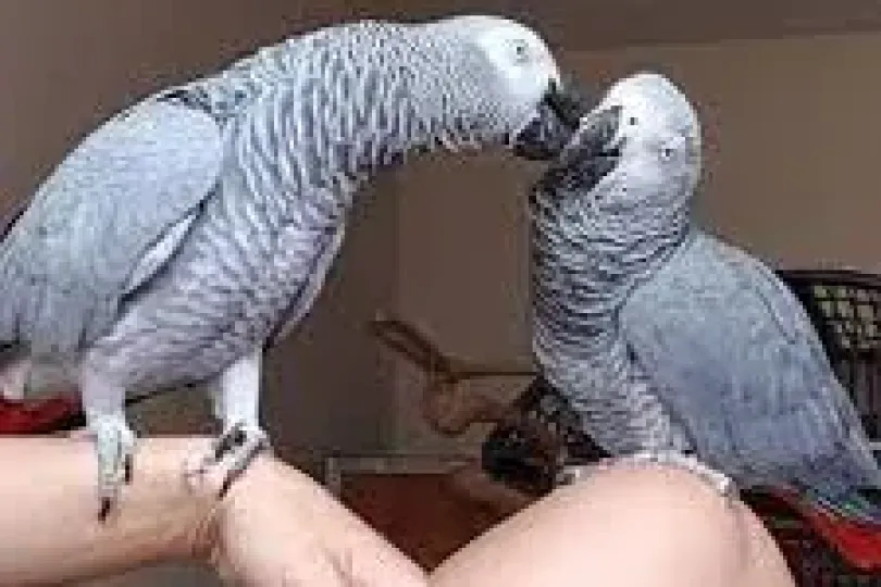 Congo African Grey Parrots for Bird Lovers, Svizzera, Hallau